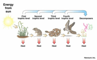 what is almost always the first link (trophic level 1) in a food chain