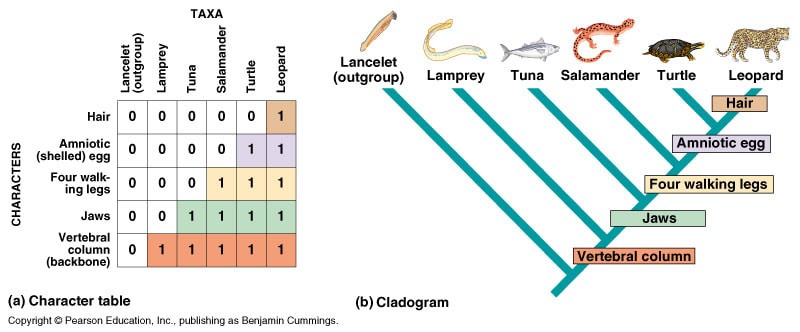 how to tell if a species is extinct on a phylogenetic tree