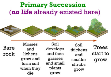 succession secondary ecology primary soil project forest science process deciduous conservation example temperate weebly degradation environmental community event ess topic