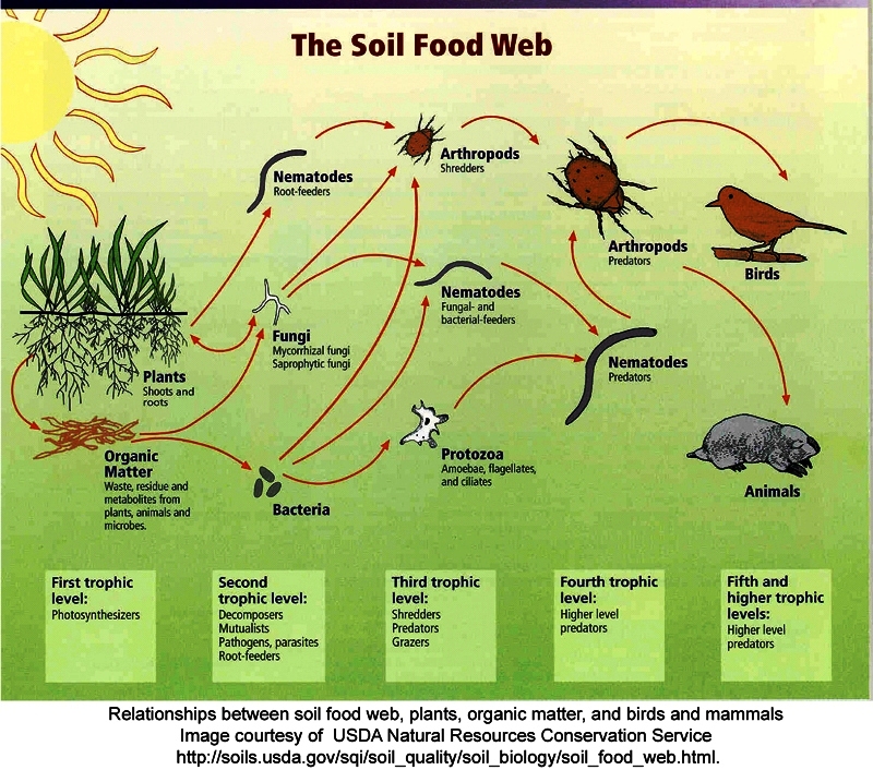 ESS Topic 5.3: Soil Degradation and conservation - AMAZING WORLD OF