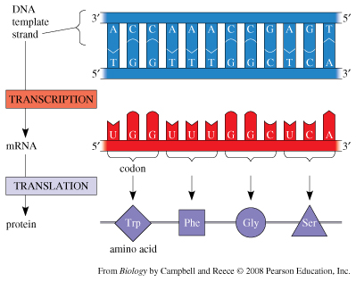 dna replication transcription translation