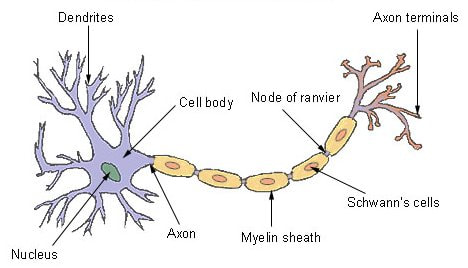Topic 6.5: Neurones and Synapses - AMAZING WORLD OF SCIENCE WITH MR. GREEN