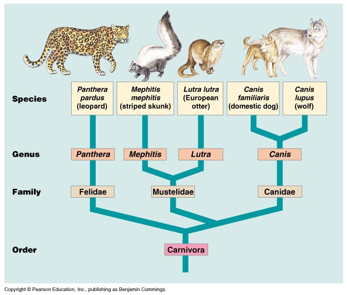 what is meant by the term phylogenetic classification
