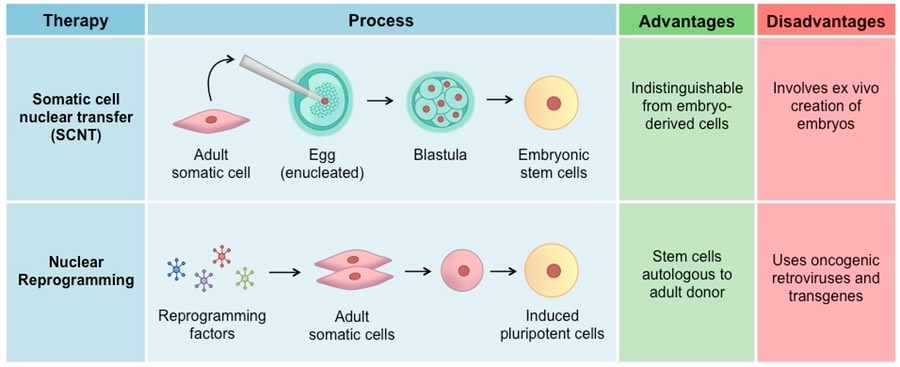 advantages and disadvantages of embryonic stem cells