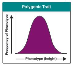 polygenic traits skin color