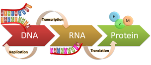 transcription and translation diagram labeled
