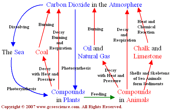 Carbon Cycle Diagram | Quizlet