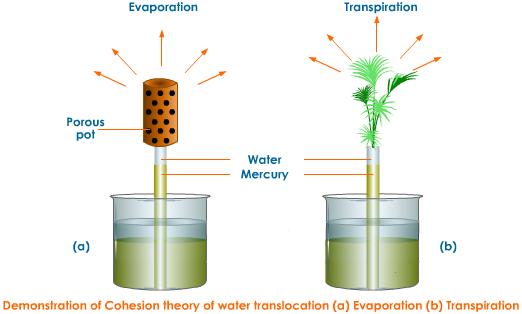 transpiration in plants animation