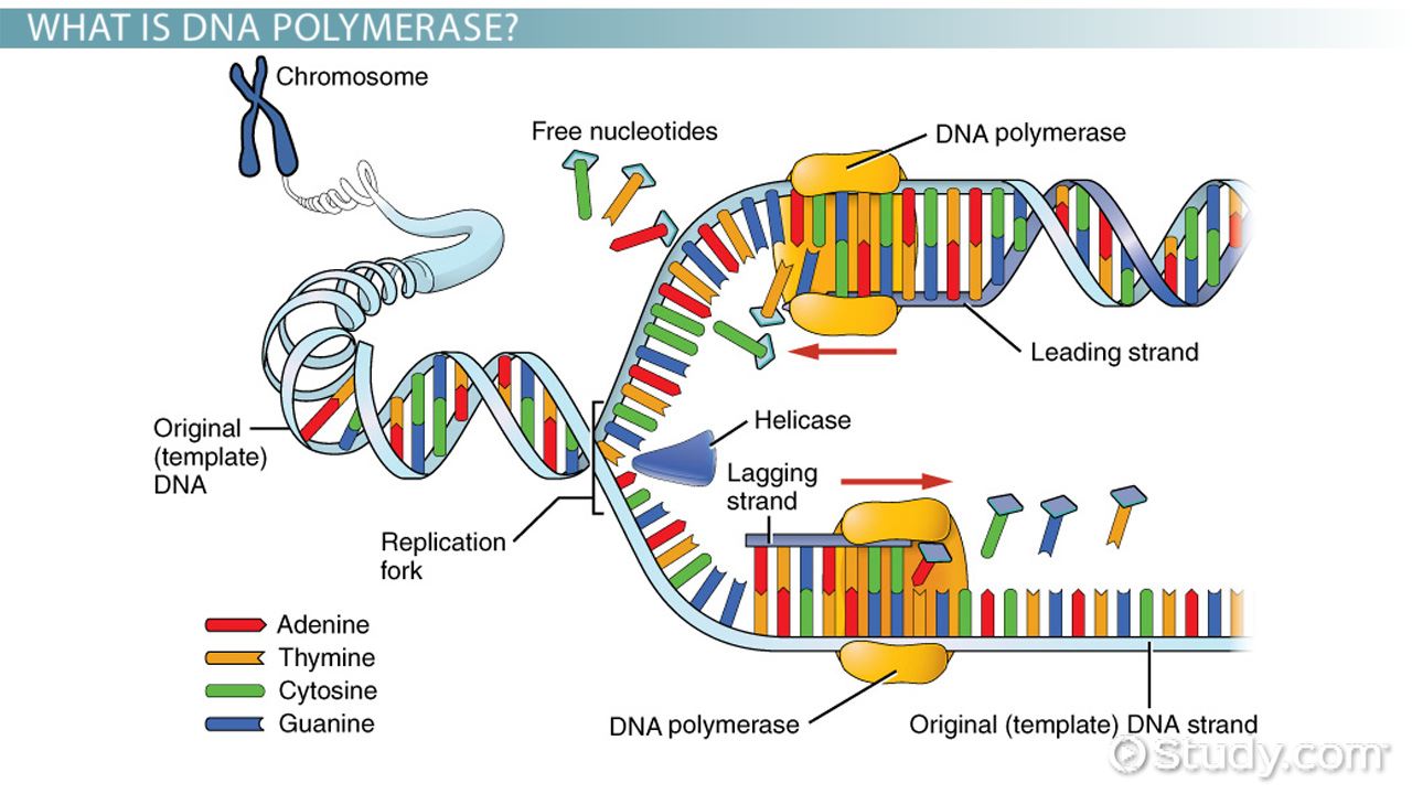 Topic 2 7 Dna Replication Transcription And Translation Amazing World Of Science With Mr Green