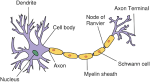 neurons and synapses