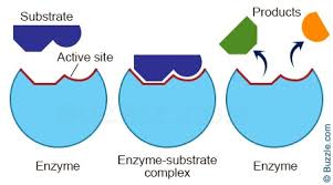 enzyme substrate complex animation