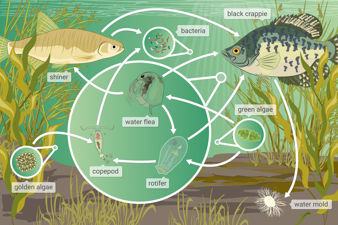 ESS Topic 4.3 Aquatic Food Production Systems AMAZING WORLD OF