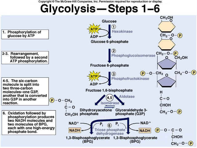 mastering biology oxidative phosphorylation concept map
