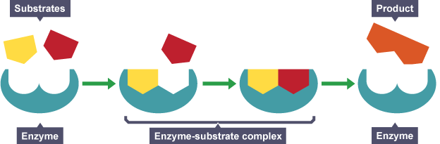 effects that enzymes can have on substrates