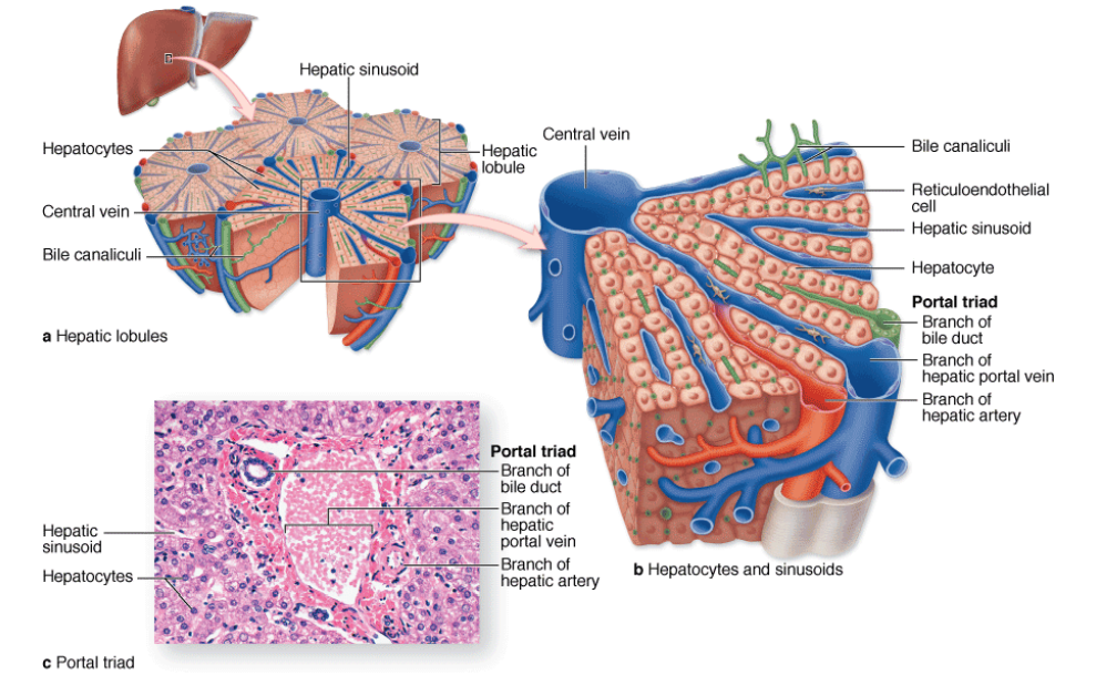 D3: Function of the Liver (Core) - AMAZING WORLD OF ...