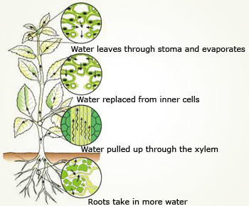 transpiration in plants through stomata