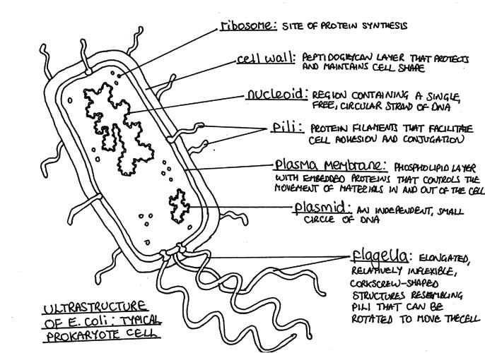 Label the Parts of a Prokaryotic Cell — Printable Worksheet