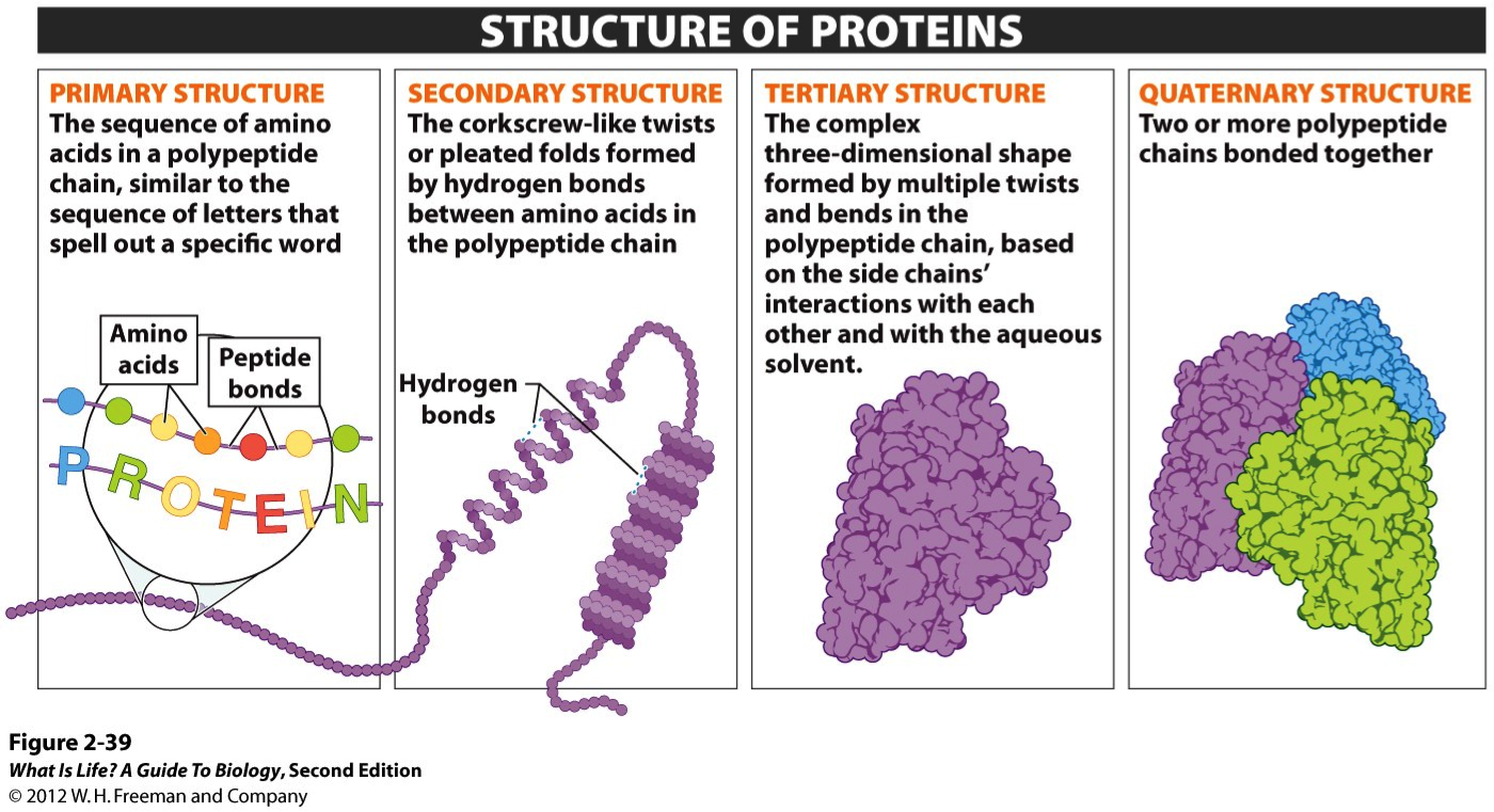 download secondary structure of protein for free