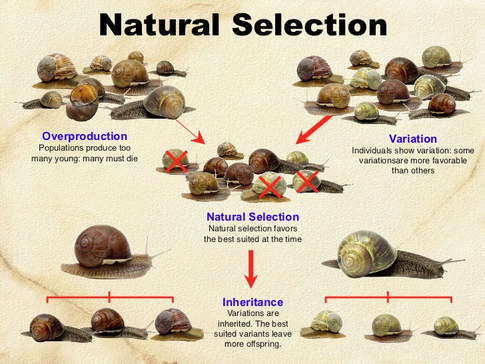 The Idea Of Natural Selection