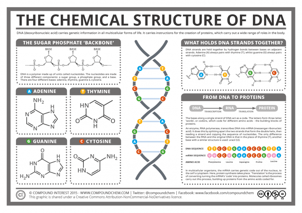 dna structure animation ppt