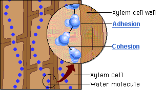 adhesion in plants